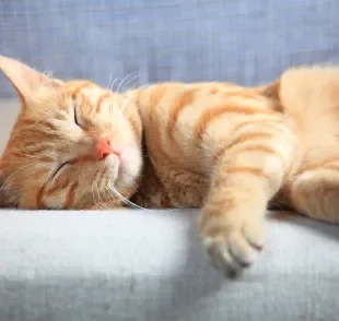 Sonhar com gato pode ter relação com sentimentos diversos, conflitos internos e percepções