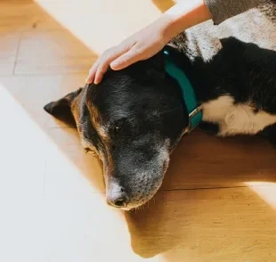A depressão canina afeta bastante o bem-estar e a qualidade de vida dos pets