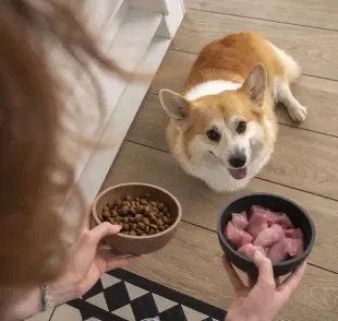 Tutores devem ter cuidado ao oferecer alimentos naturais para os cães