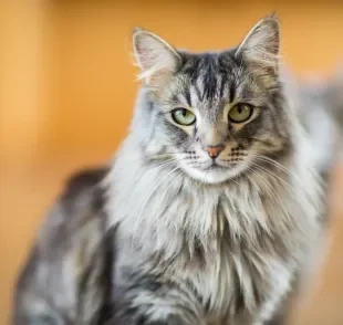 A caspa em gatos é comum, mas pode ter relação com alguns problemas de saúde mais sérios