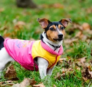 A escolha da roupa para cachorro ideal deve considerar o tecido, o tamanho e o sexo do animal