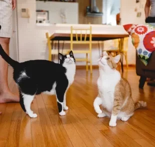 Fazer gatos adultos se acostumarem nem sempre é fácil e pode levar tempo