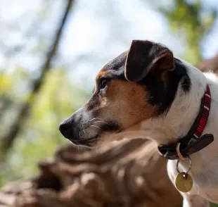 Ao escolher a coleira para cachorro, você deve considerar o material, o modelo e até o porte do seu cão