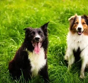 O Border Collie e o Pastor Australiano são muito parecidos, mas têm diferenças sutis