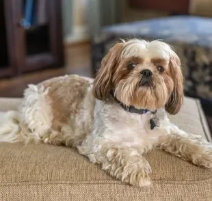 O focinho achatado e o corpo alongado favorecem o aparecimento de diversas doenças no Shih Tzu