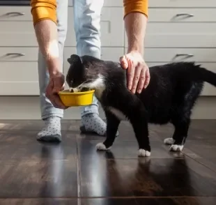 Enriquecimento alimentar para gatos: como deixar a hora da comida mais interessante e saudável?
