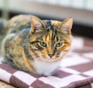 Perda de peso e falta de apetite são sintomas de diversos problemas de saúde em gatos