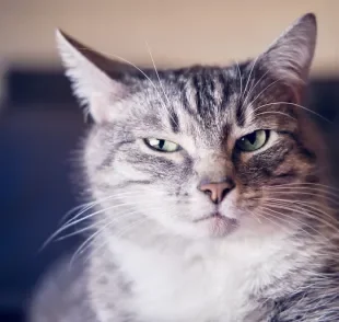Apesar da fama de antissociais e frios, os gatos podem ser extremamente apegados e amorosos