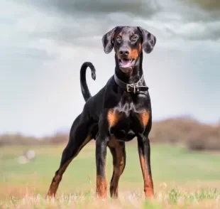 O Doberman é um cachorro extremamente inteligente, protetor e cheio de energia