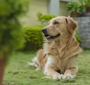 Além de causar coceira, os carrapatos podem transmitir doenças graves para os pets