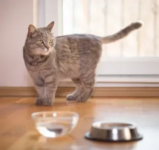 Gatos bebem pouca água por natureza, mas a hidratação é essencial para evitar problemas de saúde