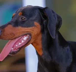 8 problemas bucais que mais afetam os cães e merecem cuidados especiais