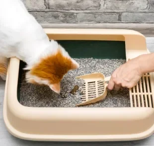 Quando se preocupar com as fezes do gato? 9 sinais para ficar de olho