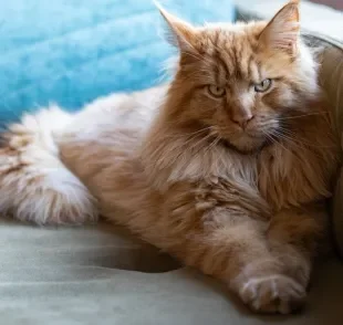 8 raças de gato grande que surpreendem pelo tamanho e personalidade