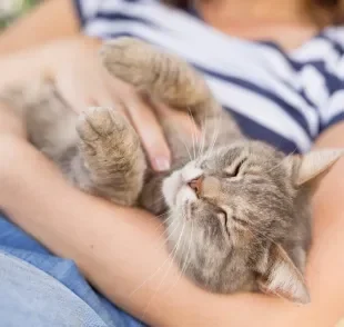Apesar da fama de independentes, algumas raças de gato são bastante carentes e amorosas