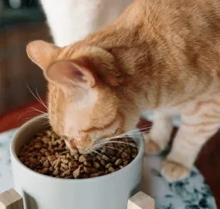 Ração para gatos castrados tem menos calorias e maior teor de fibras