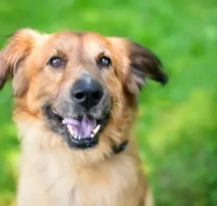 O que significa sonhar com cachorro desconhecido?