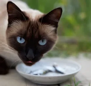 Por ter um perfil mais ativo, o gato Siamês tem necessidades nutricionais específicas