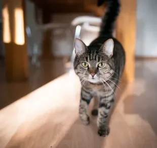 As causas da artrite felina são variadas, mas costumam estar relacionadas principalmente ao envelhecimento e obesidade