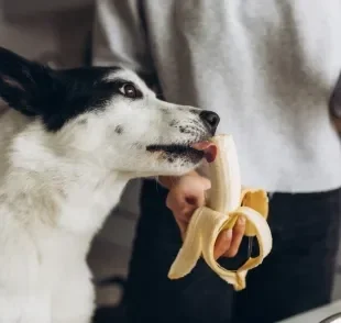 A banana é uma fruta muito benéfica para os cães, mas deve ser oferecida sempre com moderação