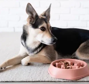 O ato de lamber é essencial para o bem-estar do cachorro e os brinquedos interativos podem ajudar nisso