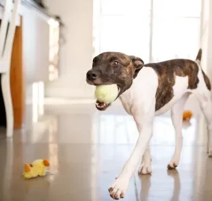 Os cachorros carregam coisas com a boca principalmente devido ao instinto natural da espécie