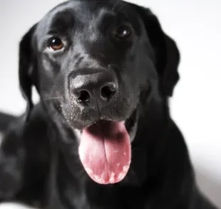 Apesar de parecer um hábito engraçado, quando um cachorro “lambe” o ar pode ser sinal de problemas de saúde