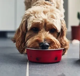 O material do potinho de comida deve ser bem escolhido para não oferecer riscos ao seu pet