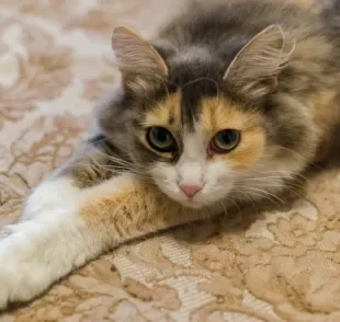 Mudanças no comportamento rotineiro podem indicar doença renal em gatos