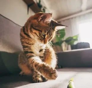 A maioria dos gatos têm uma pata dominante para realizar tarefas variadas