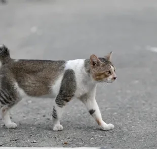 Gato com rabo curto pode ter nascido assim ou ter sofrido algum trauma ao longo da vida