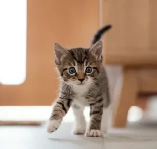 Gatos dependem de proteínas de origem animal para se desenvolver adequadamente