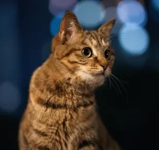 Gatos são animais naturalmente noturnos e podem miar com mais frequência à noite