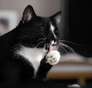 O “banho de gato” é essencial para preservar a saúde e o bem-estar dos felinos