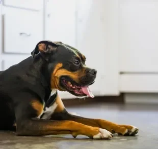 A infecção urinária em cachorro é mais comum nas fêmeas e pode ocorrer em qualquer idade