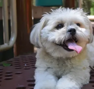 Cães da raça Lhasa Apso têm predisposição a alterações nos rins que levam à doença renal crônica