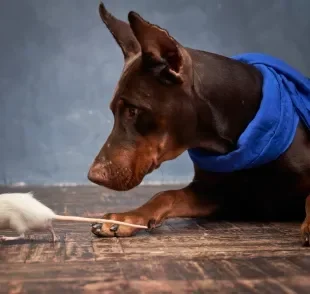 Ratos de rua oferecem grandes riscos à saúde dos cães e também à saúde humana