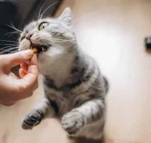 Antes de introduzir qualquer alimento diferente da ração na alimentação do seu gato, consulte um veterinário!