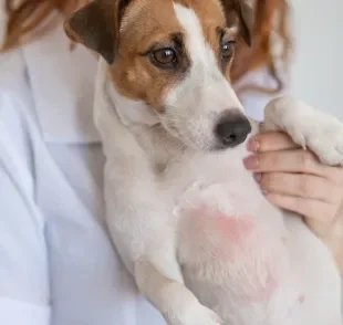 A psoríase costuma causar lesões no abdômen, patas, orelhas e dorso do cachorro