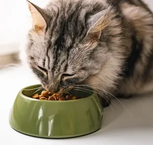 Os gatos têm o hábito de comer pequenas quantidades de ração várias vezes ao dia