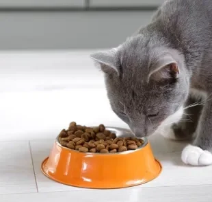 A alergia alimentar em gatos pode causar diversos sintomas, de coceira a diarreia