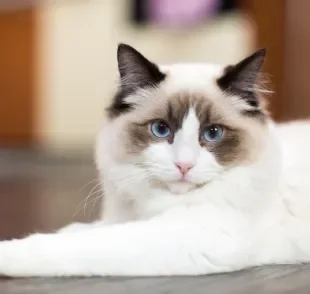 O Ragdoll é conhecido pelos olhos azuis, pelagem clara e temperamento tranquilo