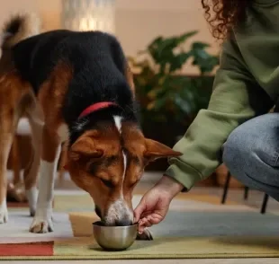 A ração úmida oferece diversos benefícios para a saúde e bem-estar dos cães