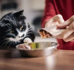 O sachê para gatos é saboroso e ainda possui um alto teor de umidade que faz bem para os felinos