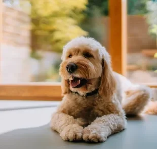 A castração traz diversos benefícios para os cães, mas também altera o metabolismo e o apetite canino