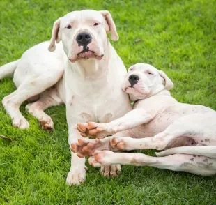 Investir em uma boa nutrição desde cedo é essencial para a qualidade de vida do Dogo Argentino