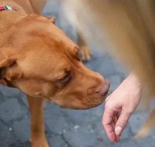 O olfato canino é muito potente e serve como uma forma de comunicação dos cães com o mundo