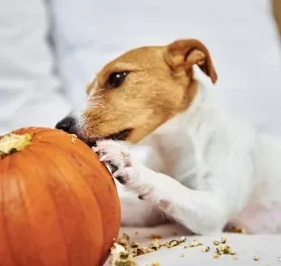 Descubra se a abóbora pode oferecer benefícios à saúde do seu cachorro