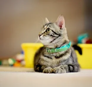 A coleira para gato deve ser escolhida de acordo com o perfil do felino