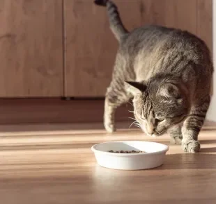 Como deixar a ração para gato mais atrativa? 10 estratégias para estimular o apetite dos felinos